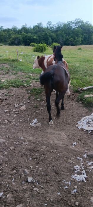 Vând mânză,mai multe detalii la telefon