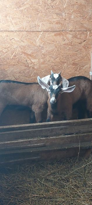 Capra alpina franceza cu 2 iezi