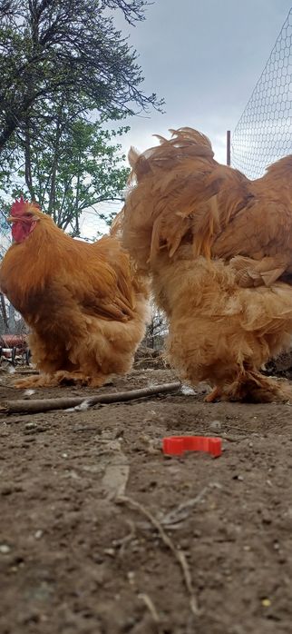 Cocoș cochinchina uriaș