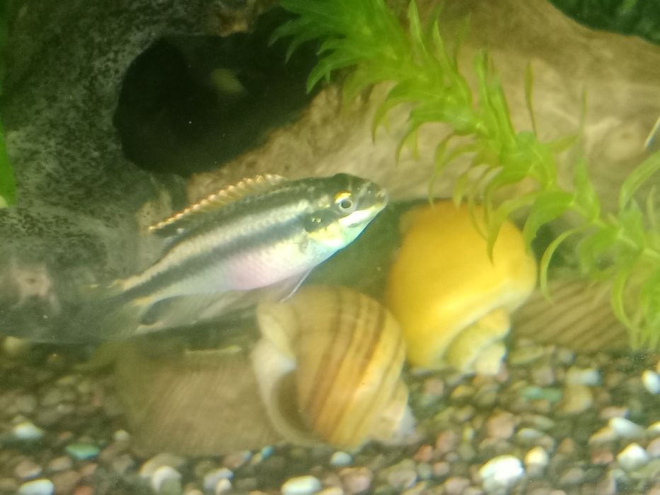 Пельвикахромис рыбка попугай