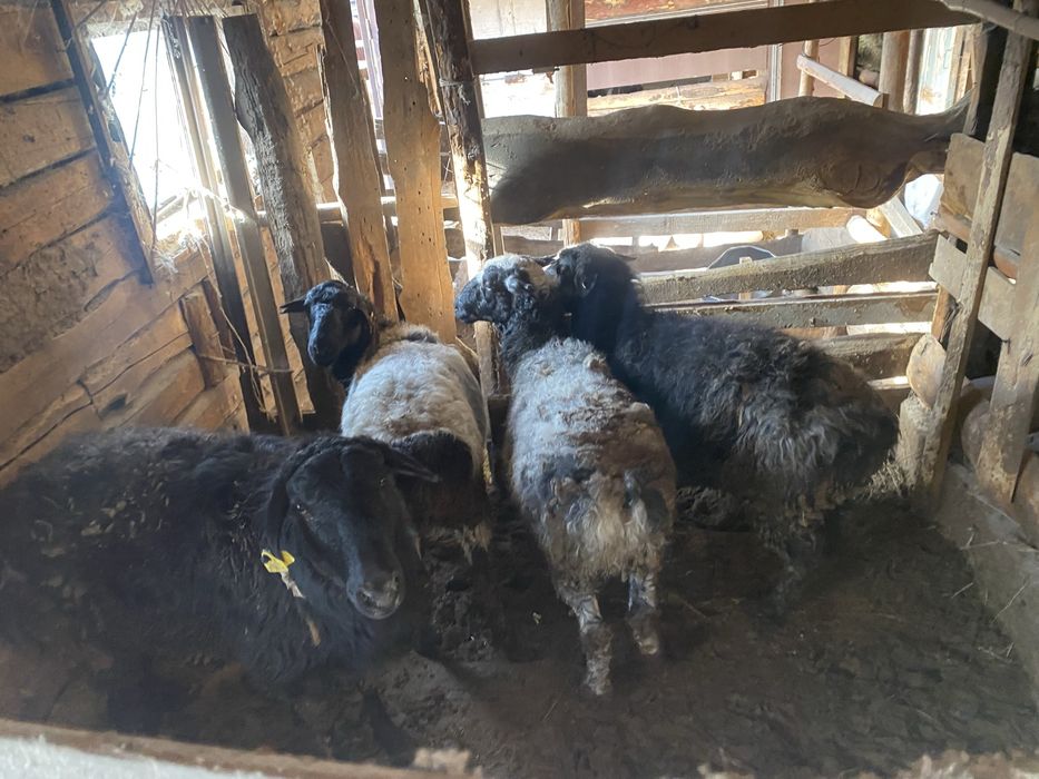 Семіз қойлар сатылады откормда