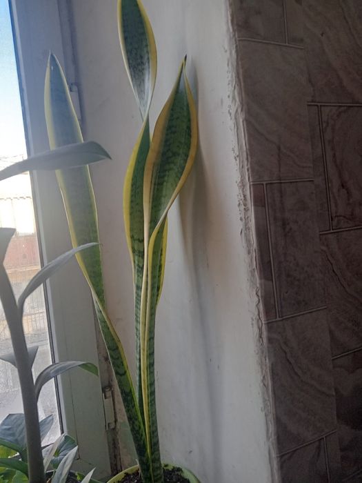 Продам комнатные растения