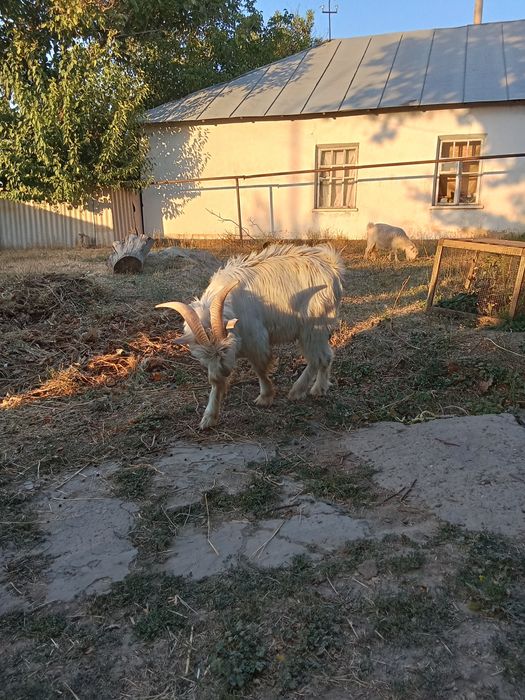 Продам козла порода зааненская. Полтора года
