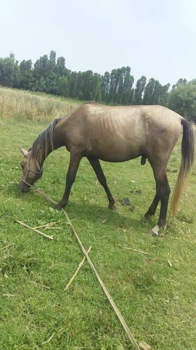 Ayg‘ir ot sotiladi