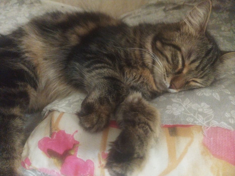 Кот и кошка в добрые руки