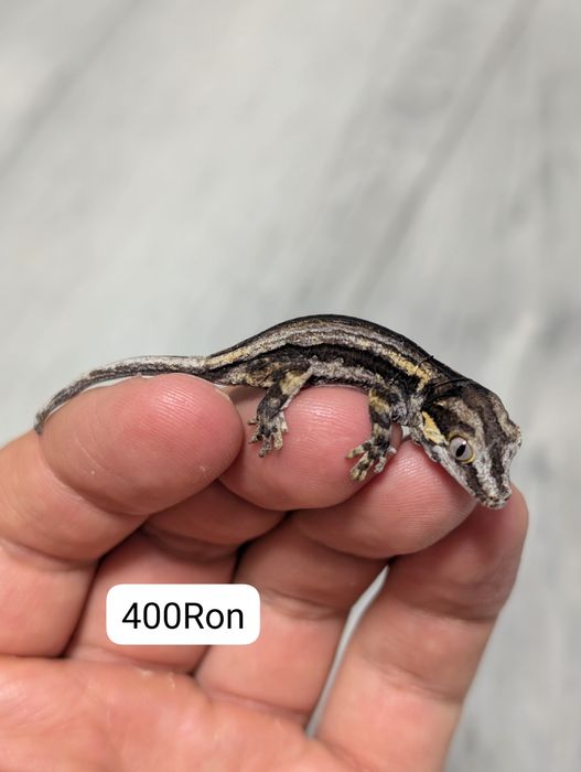 Soparla Gecko Gargoyle