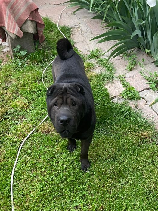 черный чистокровный шарпей ищет девочку !