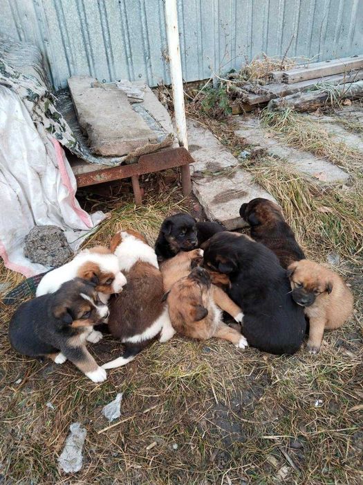 Щенкам нужен дом!