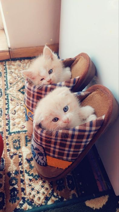 Ayollar bilan jinsiy aloqa