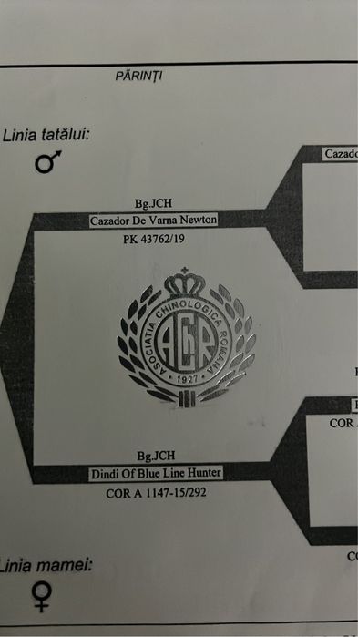 Femela Dog Argentinian/Pedigree