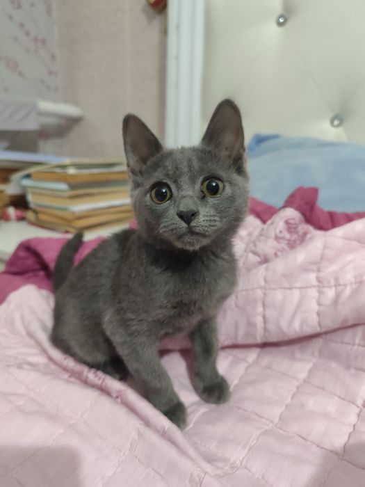Котята в хорошие руки