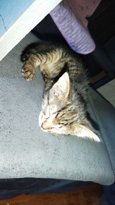 Отдам маленького котенка(девочка)