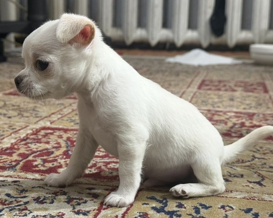 Продам щенка чихуахуа мальчик