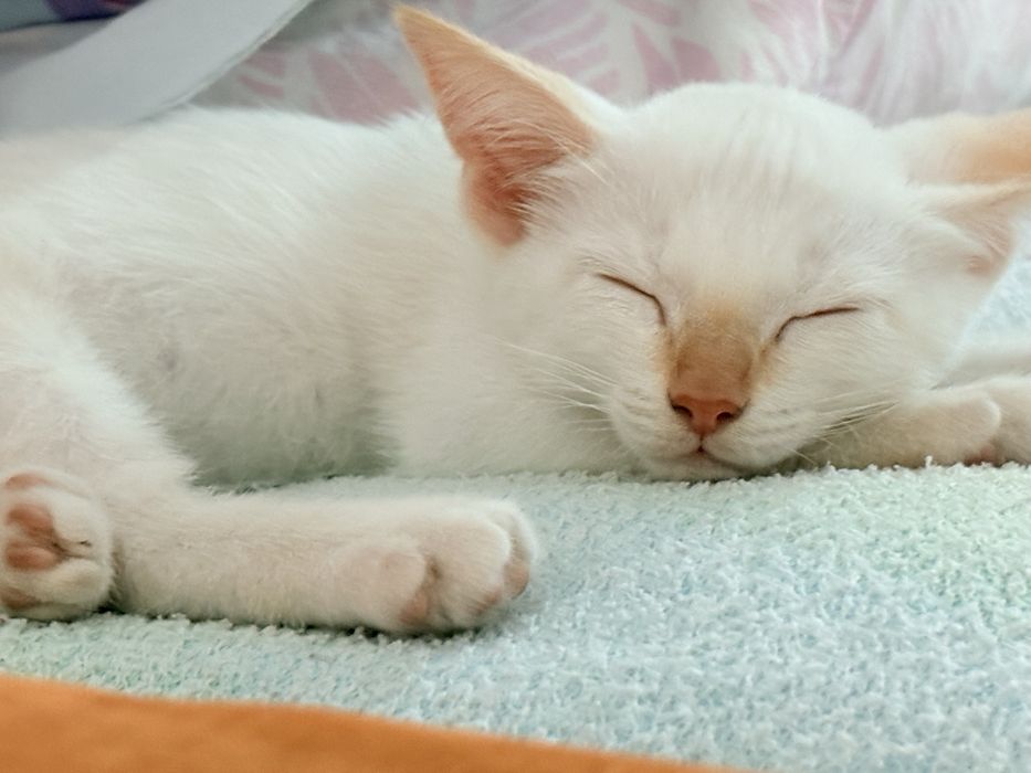 Белоснежный котенок