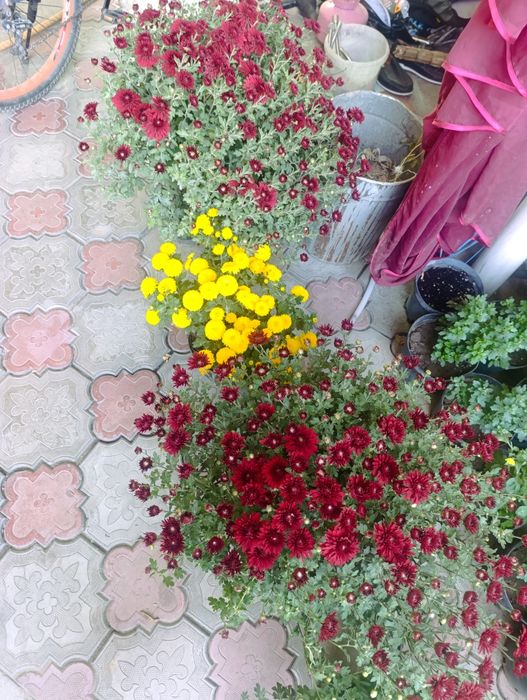Продам цветы харизантема