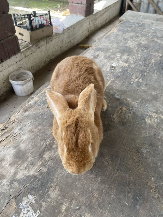 кролики разной породы, не микс