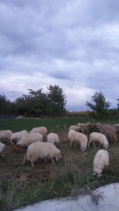 De vânzare oii ...