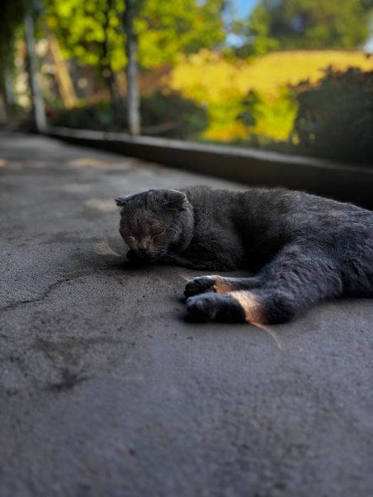 Scottish fold 2yosh o'g'lbola