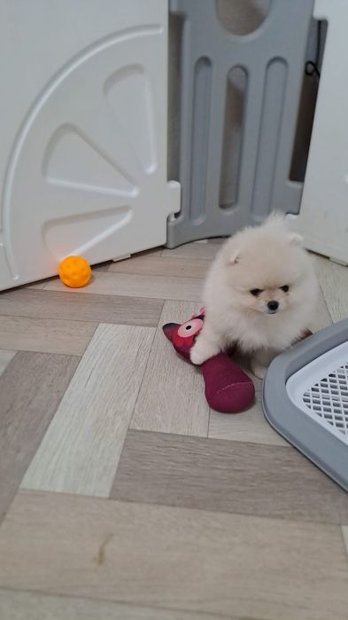 Продам  девочку мини шпица