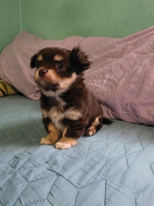 чихуа-хуа момченца