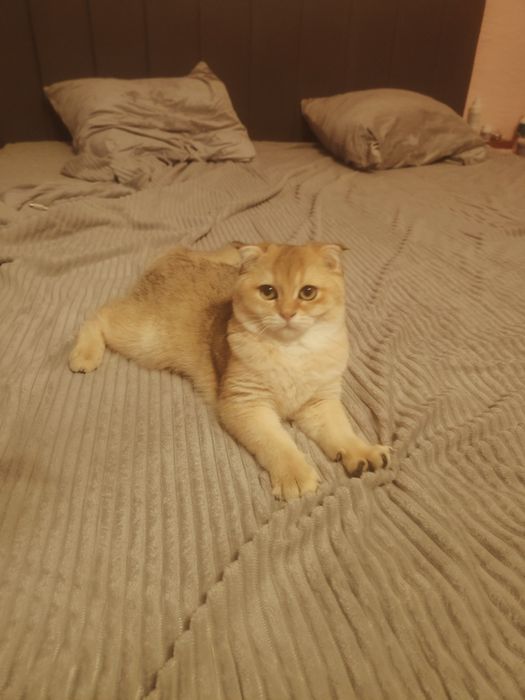 Кошечка драгоценного окраса шиншилла