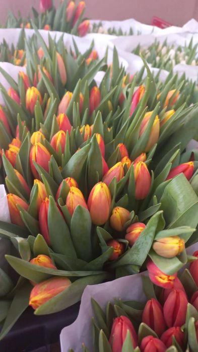 Голладские тюльпаны