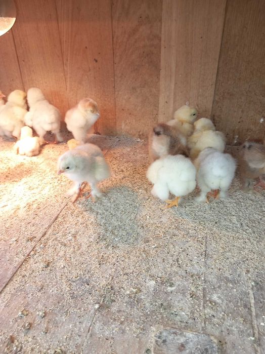 Pui brahma diferite culori