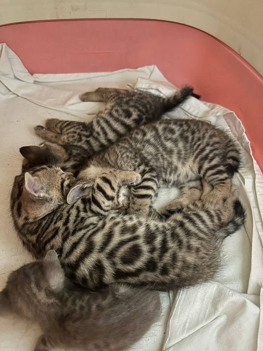 Продам бенгальских котят