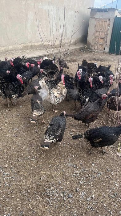 Ундюк кораздары сатылады!