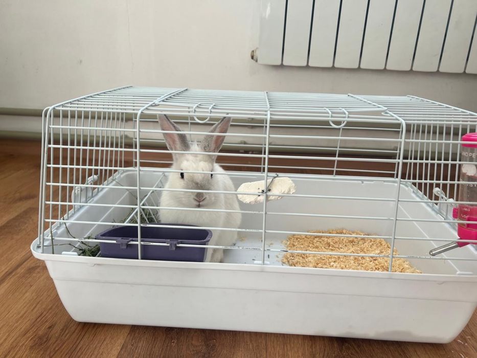 Животное кролик карликовый