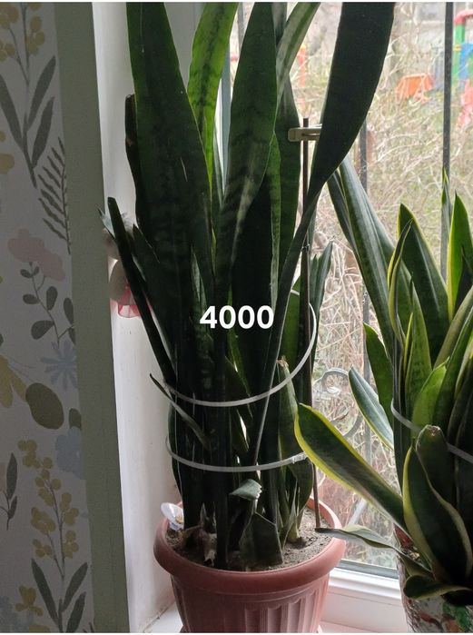 Комнотныйе цветы толстяньки