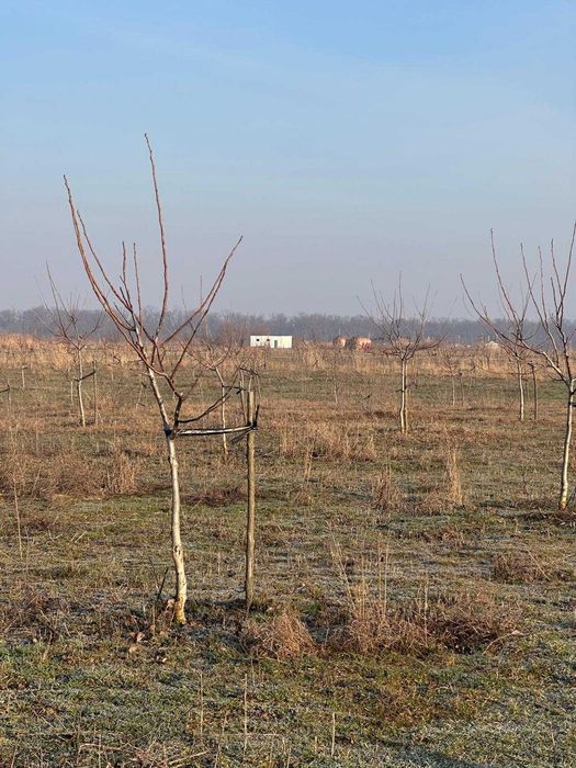 Livadă de nuc: Afacere agricolă cu potențial ridicat – 74,9 ha irigate