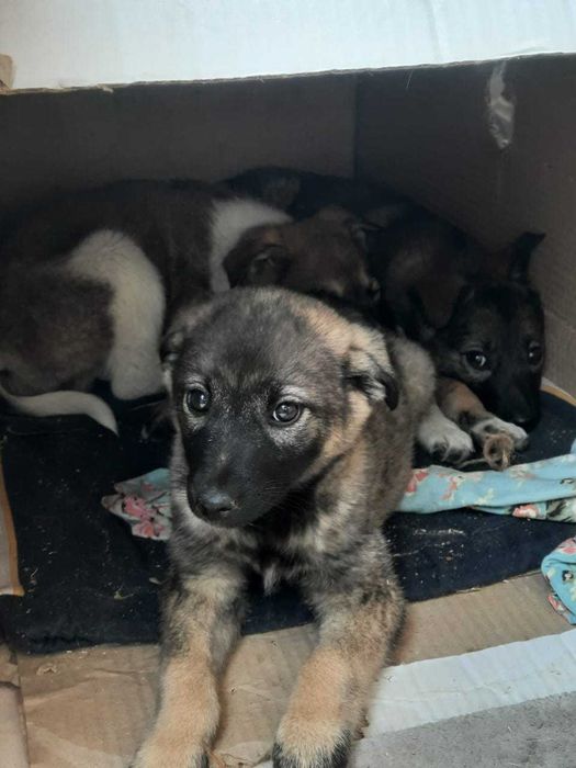 Отдаем щенка в добрые руки