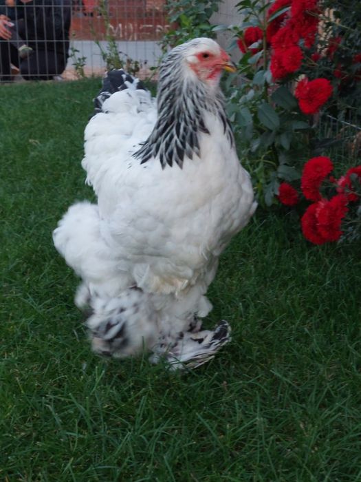 Ouă de incubat, pui de o zi,  păsări de rasă