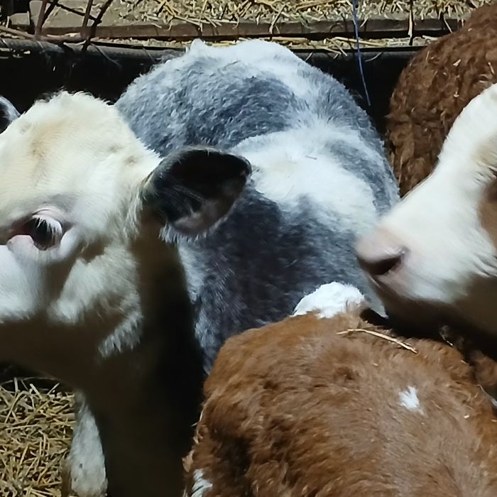 Vitei de lapte și intarcati