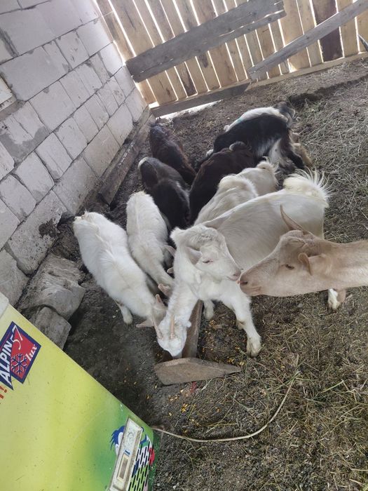 Iezi de vanzare 10 buc