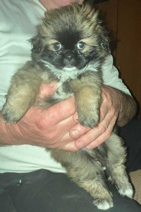 Кучета малкипекинезчета