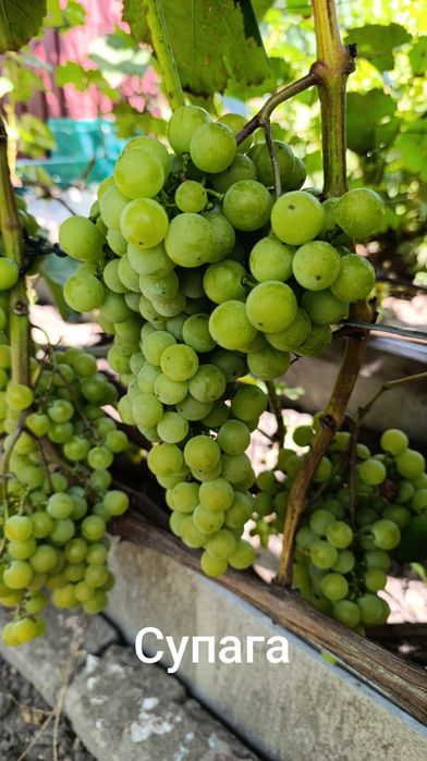 Продам виноград с куста