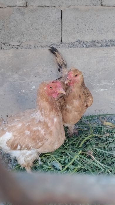 Jaydari mramr toʻvuqlar sotiladi