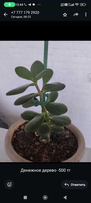 Продам комнатные цветы