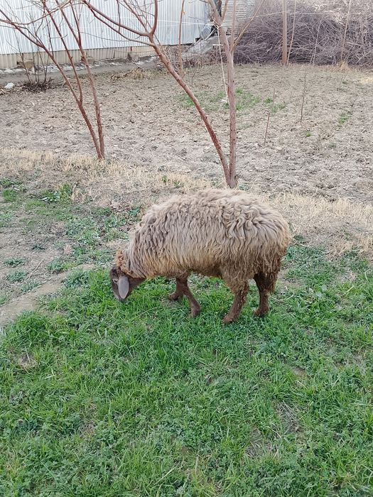 Qochqor va Moda barralar soriladi