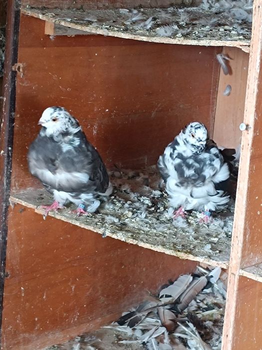 Porumbei ornamentali și jucători