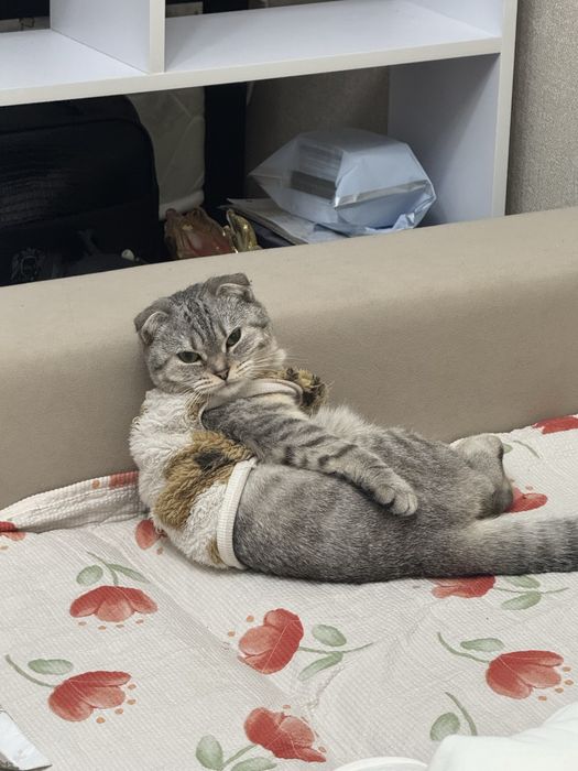 Вязка кошечка девушка