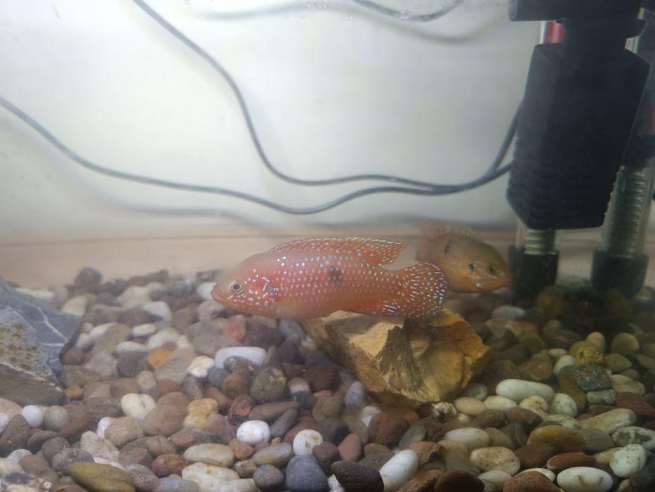 Аквариум сотилади