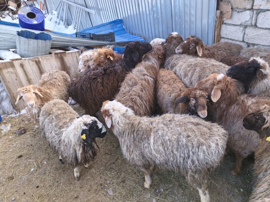 Койлар сатыладыы