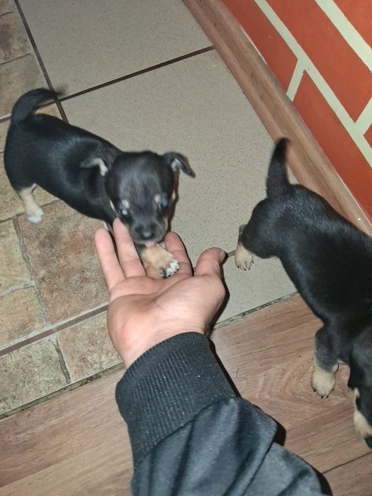 Продавам 2 бр женски чихупинчери(мини)