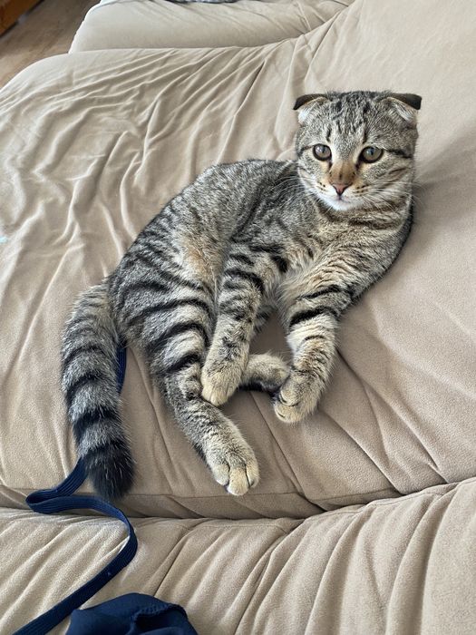 кот породный британский