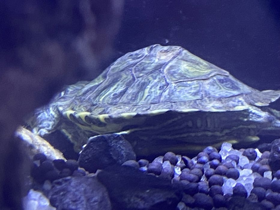 Черепаха красноухая 25 000 тг