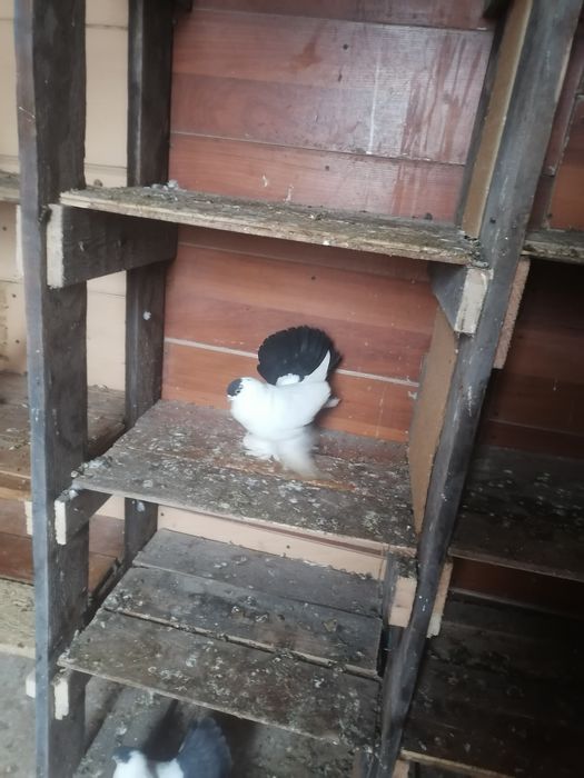 Продам голубей очень