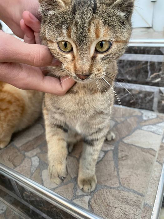 Продается котята